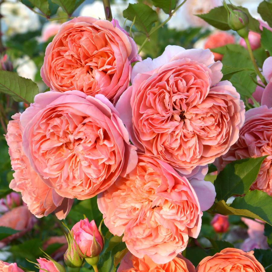 Noelさま専用　バラ苗3品 バラ苗 予約新苗 2026 サシェ Sachet 国産ノイバラ台木使用