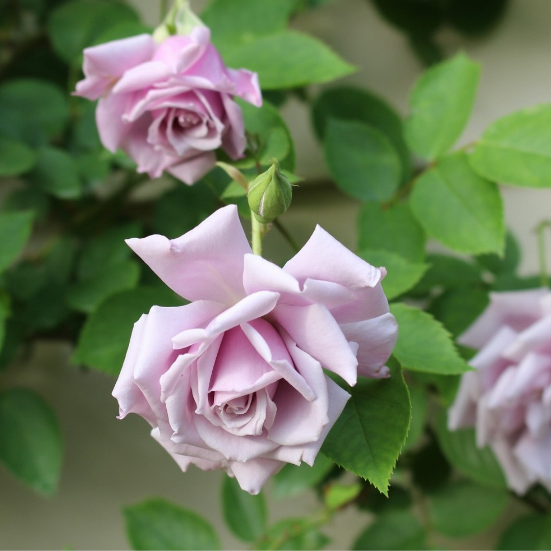 バラ苗 A12 バラ苗【中苗】プランタジネット 国産苗 6号鉢植え品［農林水産省 品種