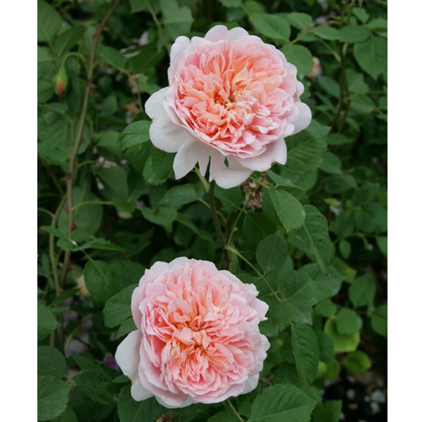 バラ苗 図鑑 ティー クリッパー Tea Clipper 国産ノイバラ台木使用