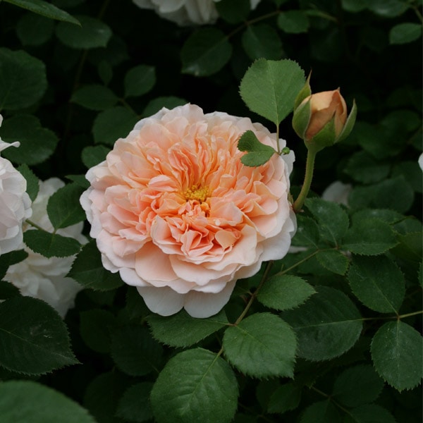 バラ苗　cathy バラ苗 図鑑 ティー クリッパー Tea Clipper 国産ノイバラ台木使用