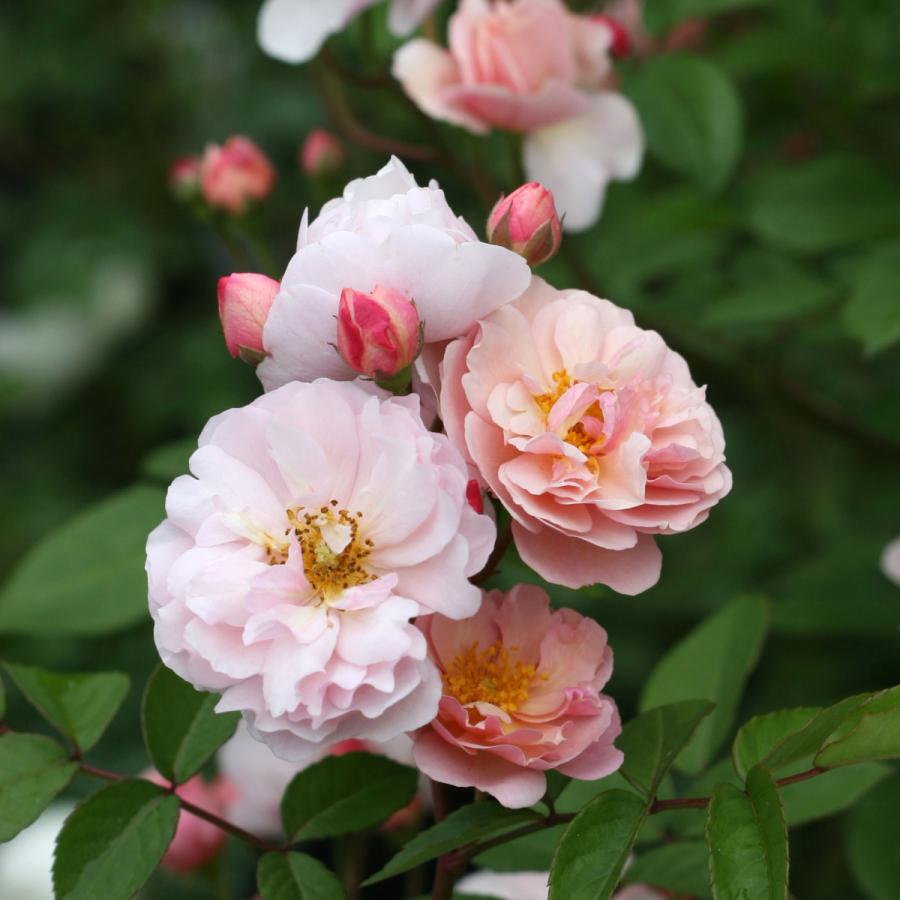 バラ苗 大苗 2026 コーネリア Cornelia 国産ノイバラ台木使用 | 大苗