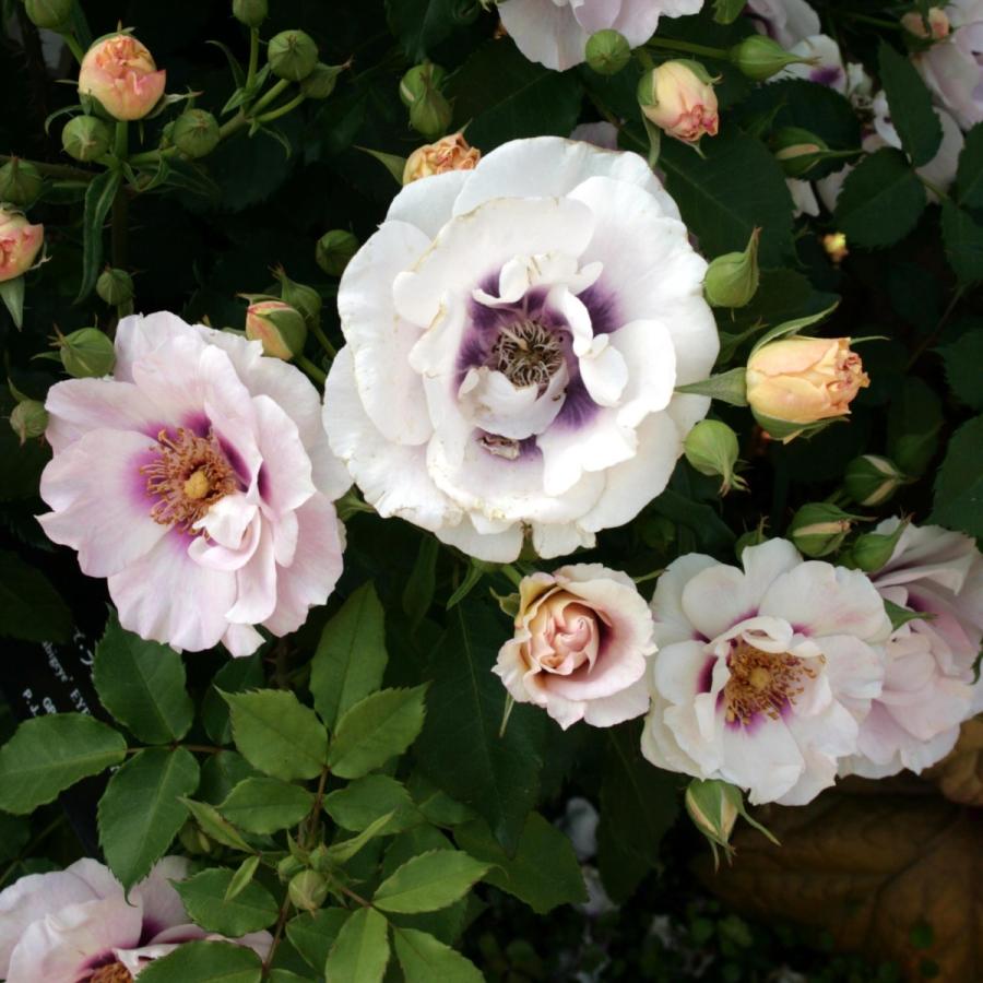 バラ苗 大苗 2026 アイズ フォー ユー Eyes for You 国産ノイバラ台木