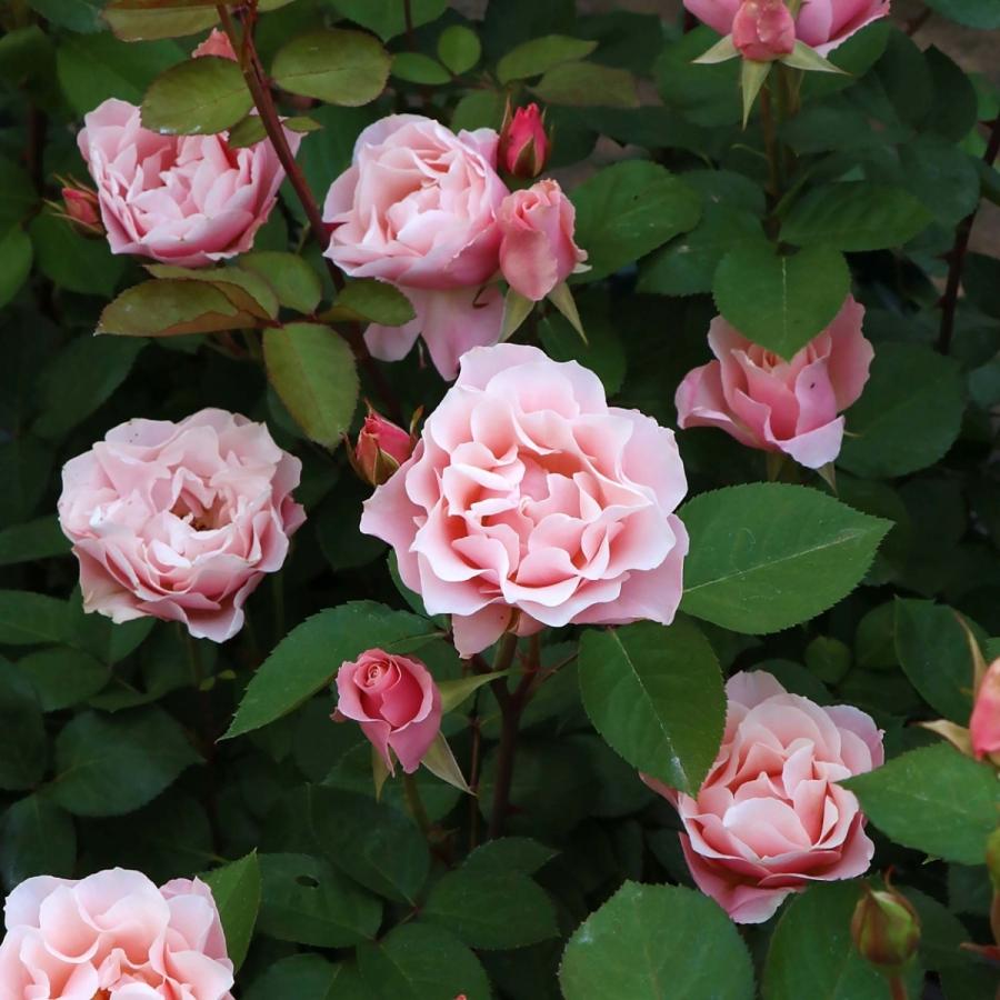 バラ苗 大苗 2026 ダフネ Daphne 国産ノイバラ台木使用 | 大苗 2026