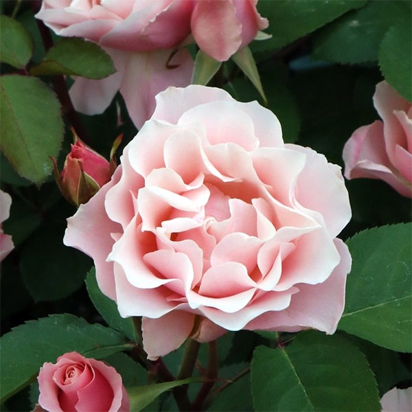 バラ苗 予約大苗 2026 ダフネ Daphne 国産ノイバラ台木使用 | 予約大苗