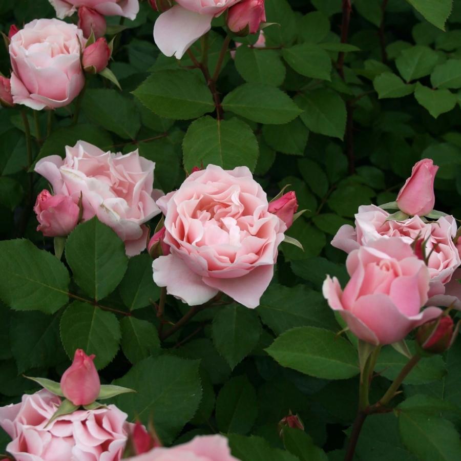 バラ苗 予約大苗 2026 ダフネ Daphne 国産ノイバラ台木使用 | 予約大苗