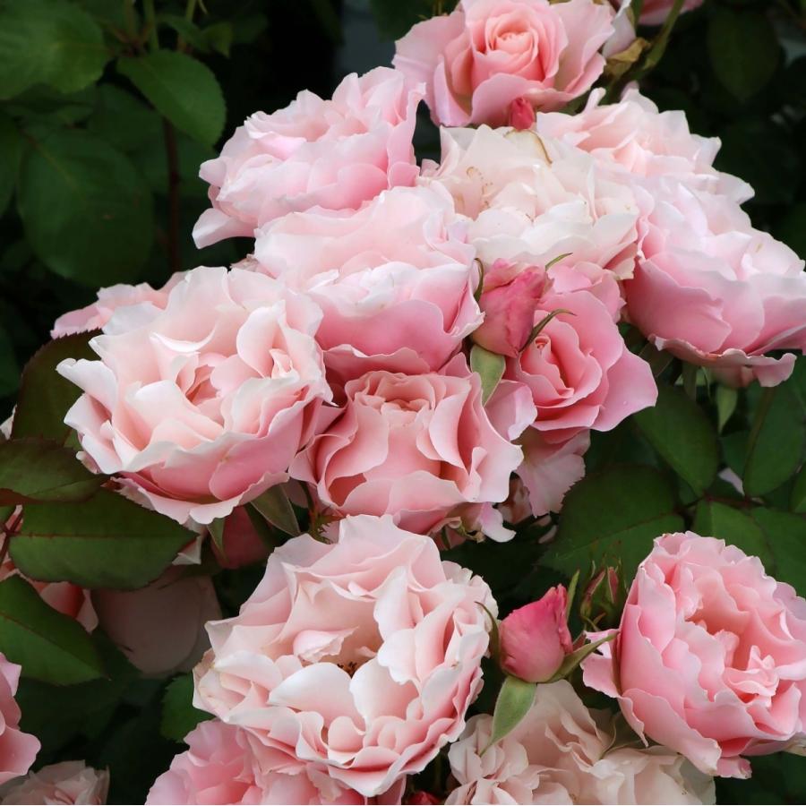 バラ バラ苗 予約大苗 2026 ダフネ Daphne 国産ノイバラ台木使用 | 予約大苗