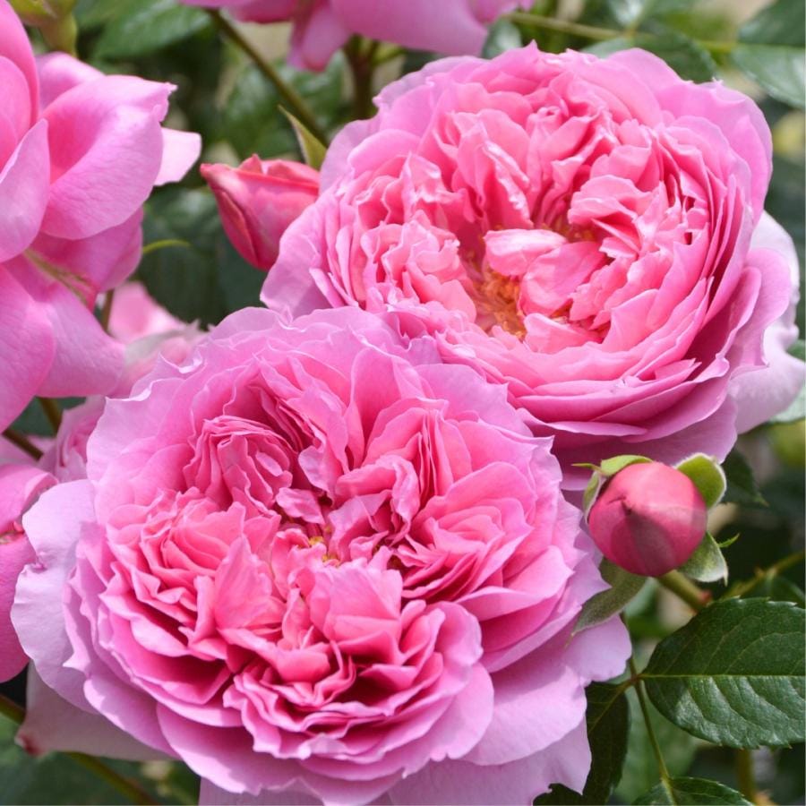 バラ苗 予約新苗 2026 プリマヴィスタ Prima vista 国産ノイバラ台木