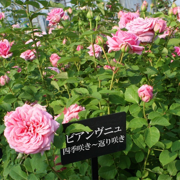 ★送料無料★サイズ変更可能A2ネームプレート7段引き出し/オーダー可能無垢材木製 ニンジャZX-25Rオーナーは要注目！ 車体の引き起こしが楽になる