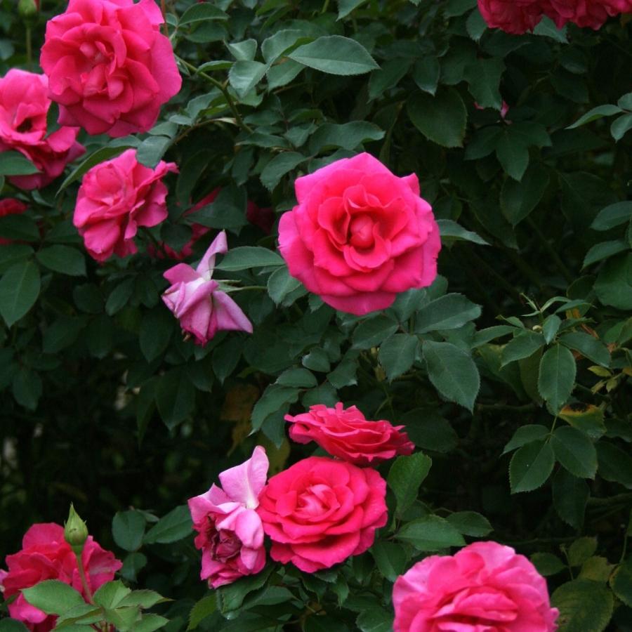 そらページ　つる薔薇　猫　（小鳥追加） 水鳥G1 つる薔薇苗 夢乙女苗 2苗 ピンク 小花 枝しなやか｜Yahoo