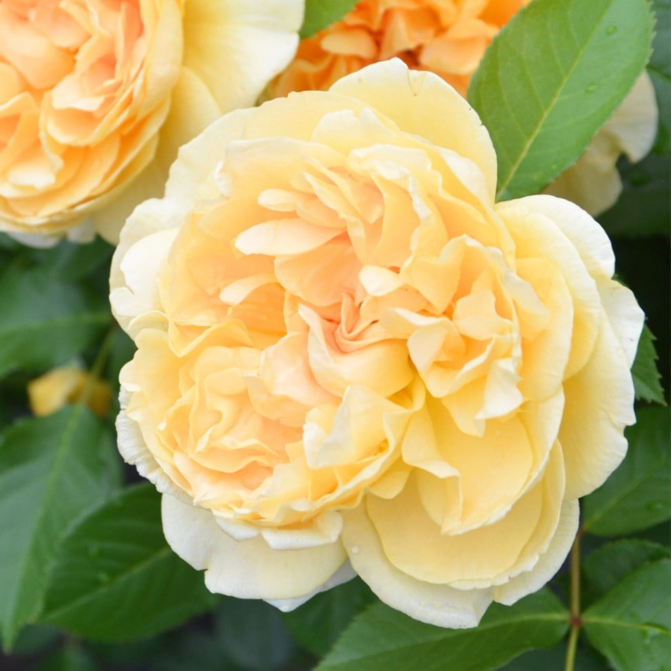 1_000000004577.jpg?1753406463