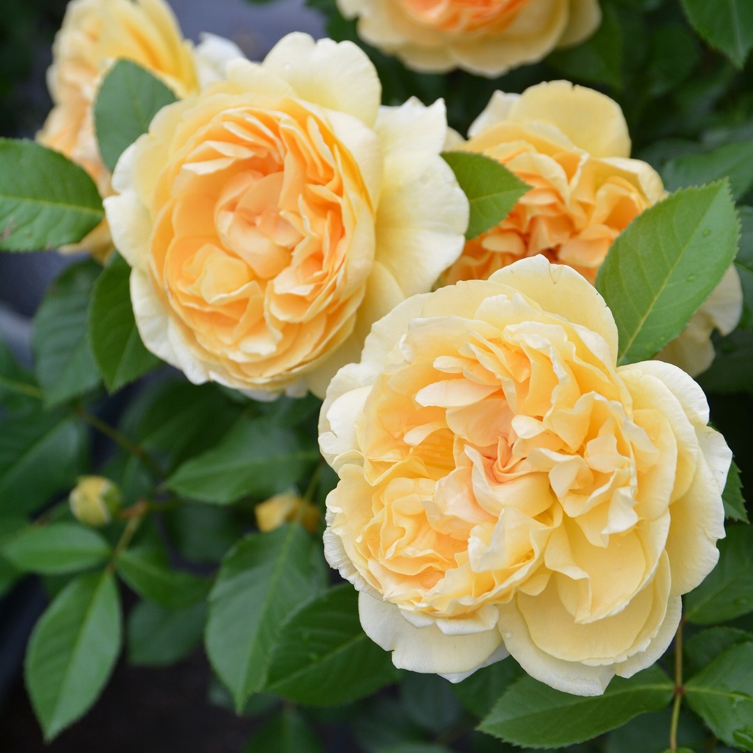 バラ苗 予約大苗 2026 ディコン Dickon 国産ノイバラ台木使用 | 予約