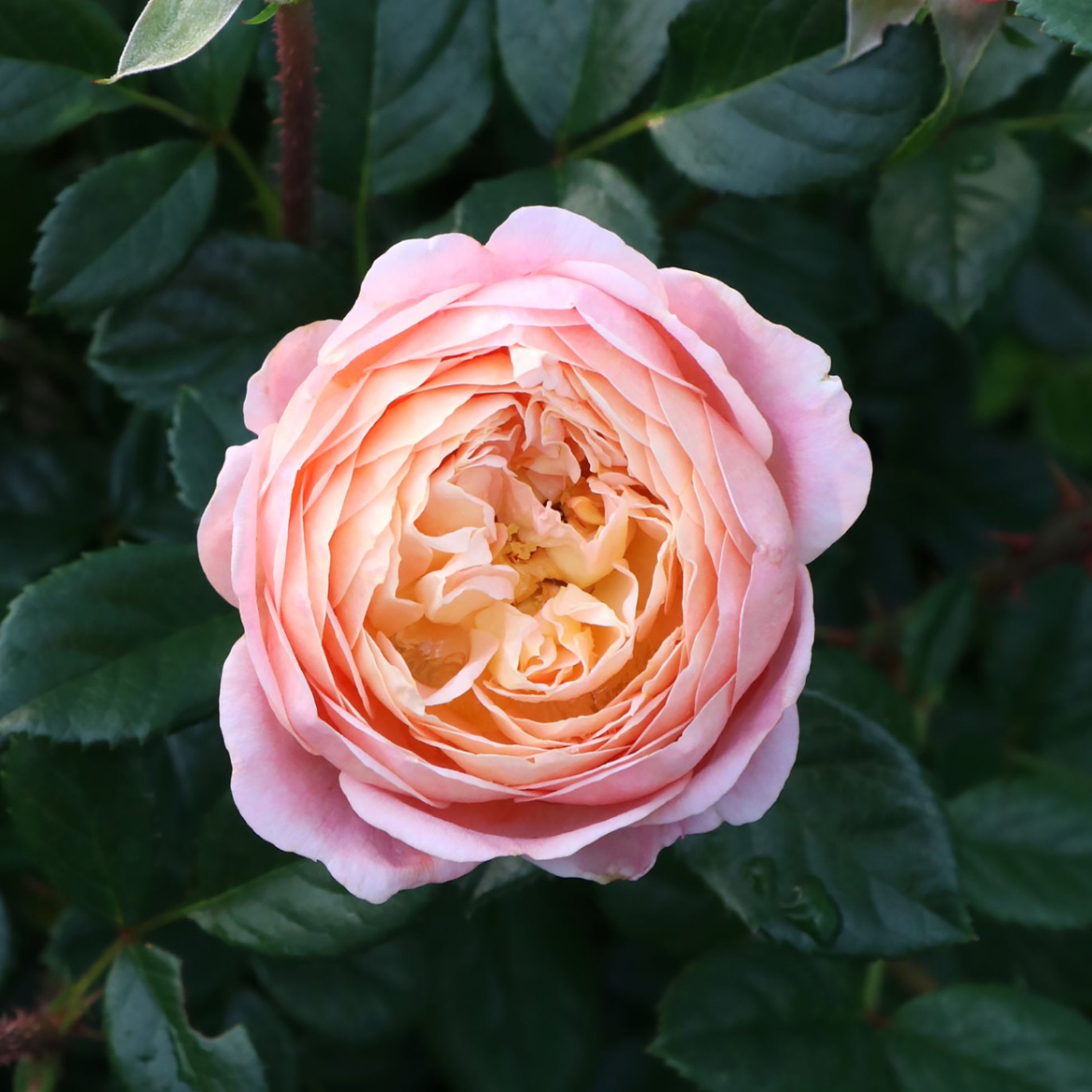 バラ苗 予約新苗 2026 アイ ウィル I Will 国産ノイバラ台木使用