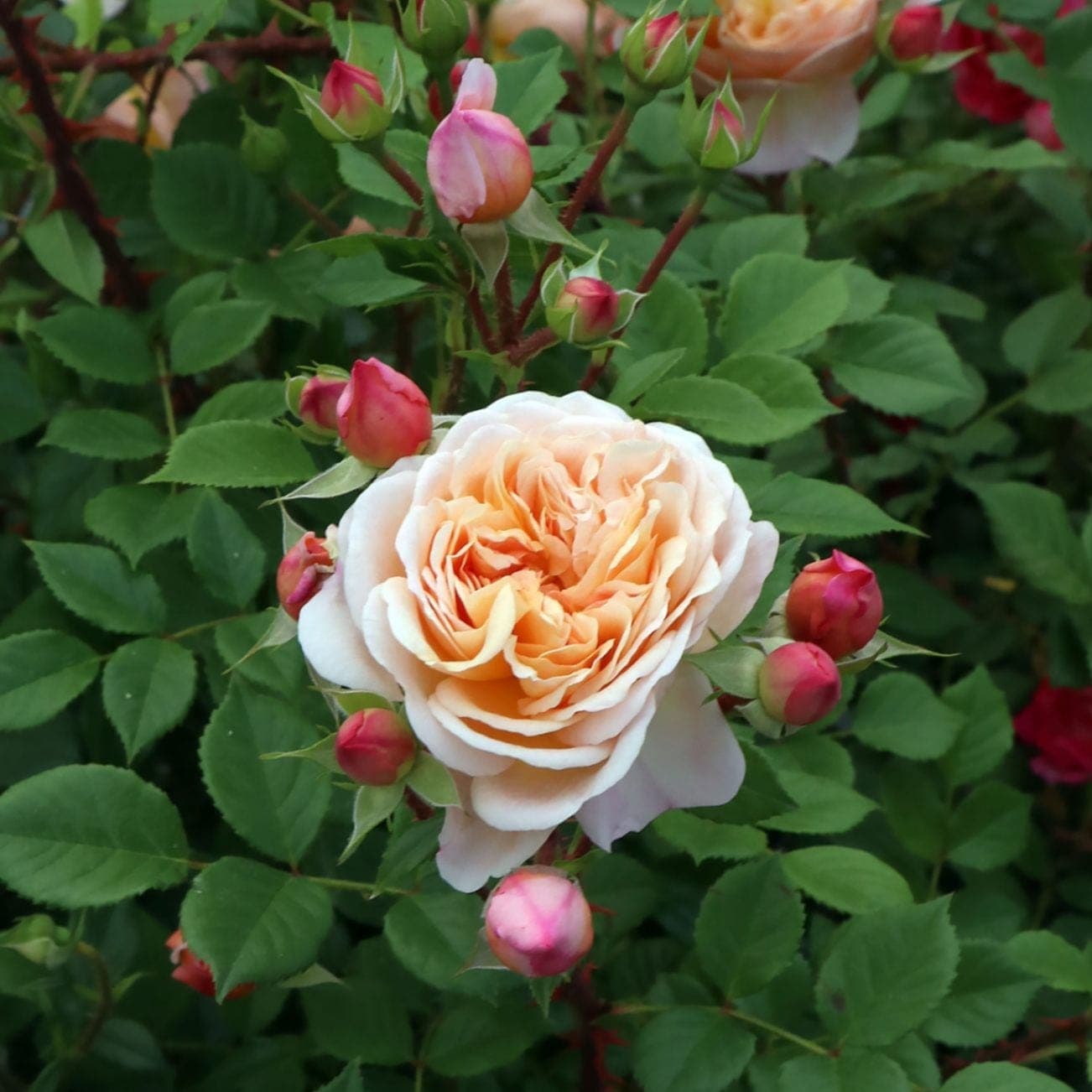 バラ苗 予約新苗 2026 アイ ウィル I Will 国産ノイバラ台木使用