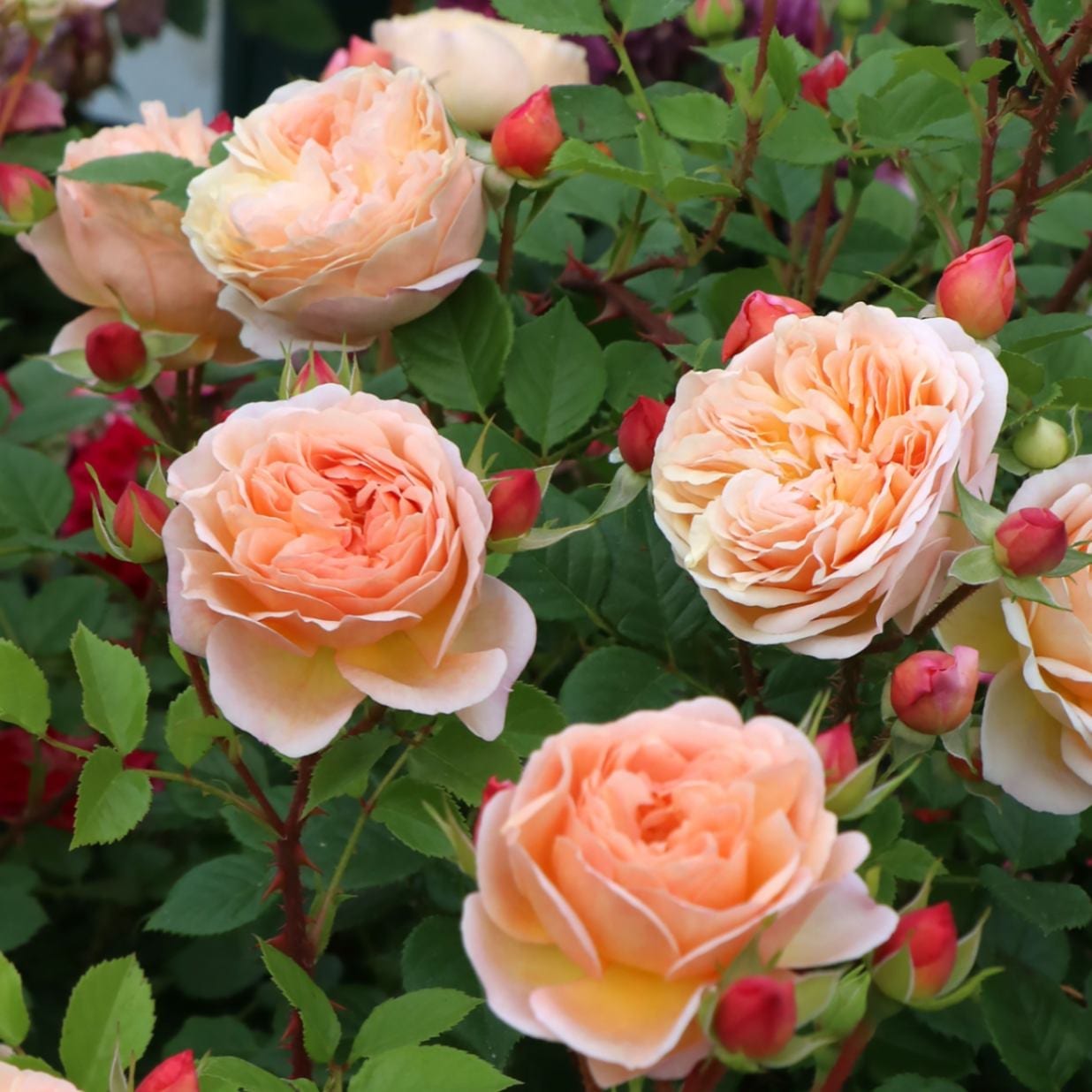 バラ苗 予約新苗 2026 アイ ウィル I Will 国産ノイバラ台木使用