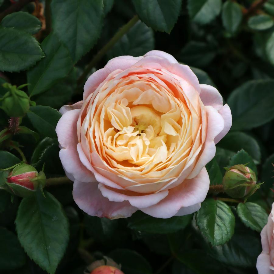 バラ苗 予約新苗 2026 アイ ウィル I Will 国産ノイバラ台木使用