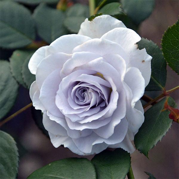 バラ苗 予約新苗 2026 ブルー グラビティー Blue gravity 国産ノイバラ