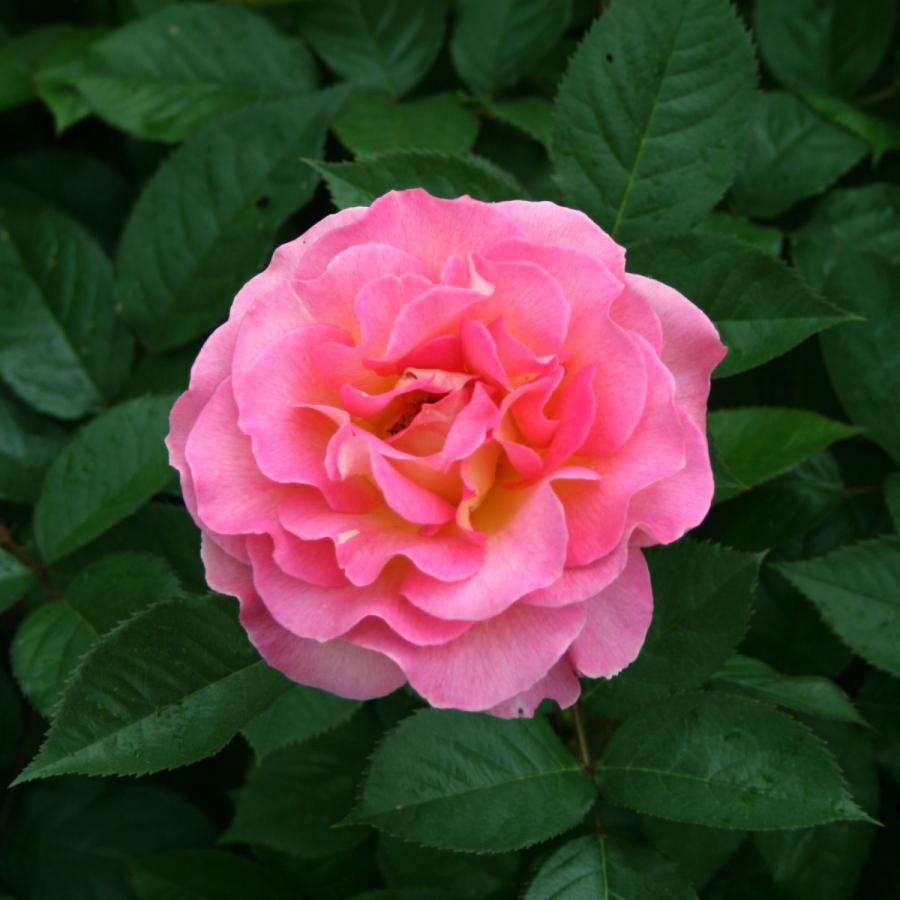 バラ苗 予約大苗 2027 ピンク パラダイス Pink Paradise 国産ノイバラ