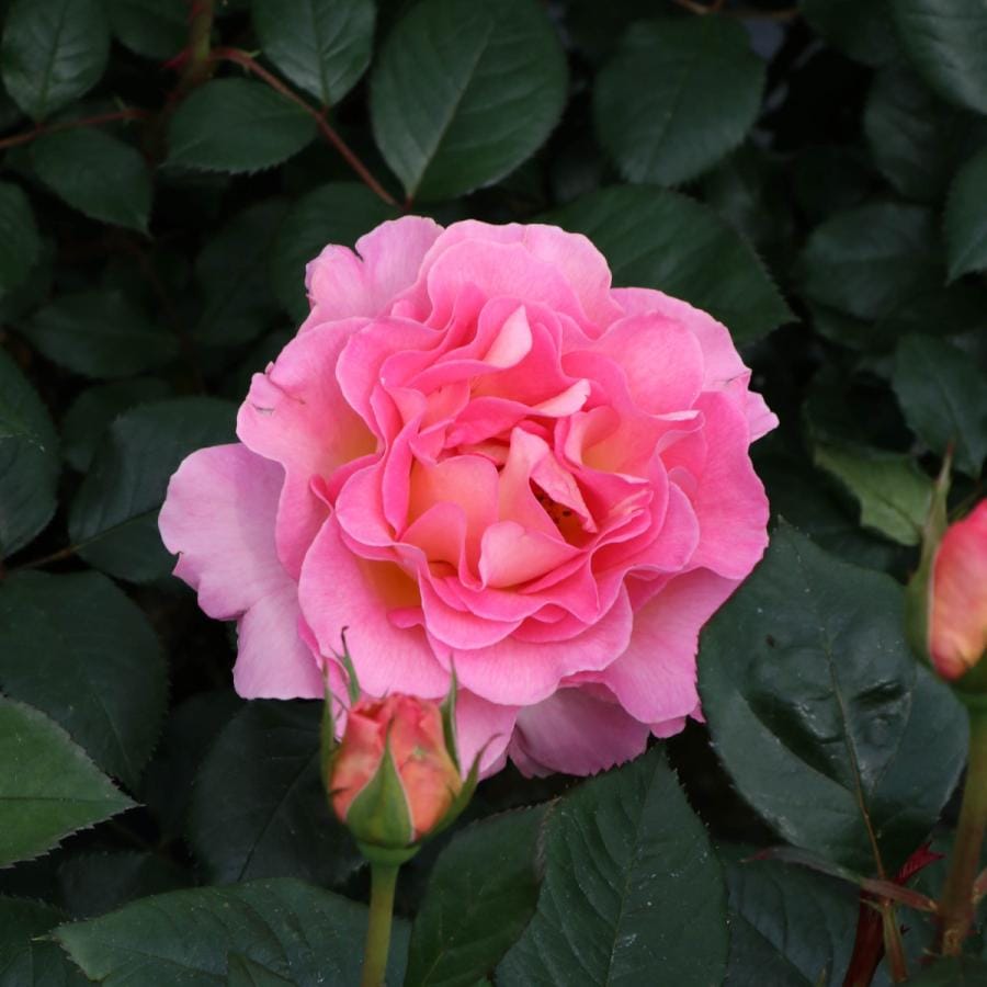 バラ苗 予約大苗 2027 ピンク パラダイス Pink Paradise 国産ノイバラ
