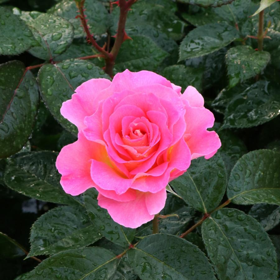 バラ苗 予約大苗 2027 ピンク パラダイス Pink Paradise 国産ノイバラ