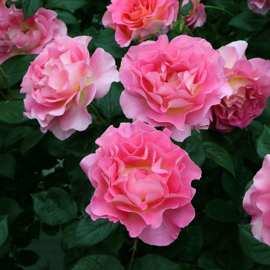 バラ苗 予約大苗 2027 ピンク パラダイス Pink Paradise 国産ノイバラ
