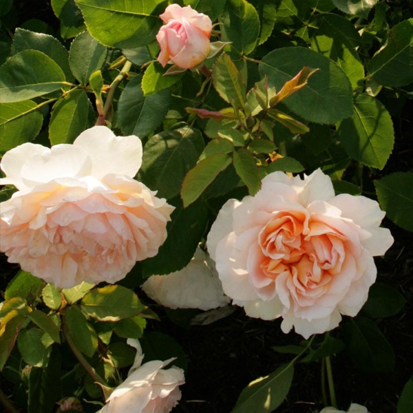 バラ苗 図鑑 ザ レディ ガーデナー The Lady Gardener 国産ノイバラ台