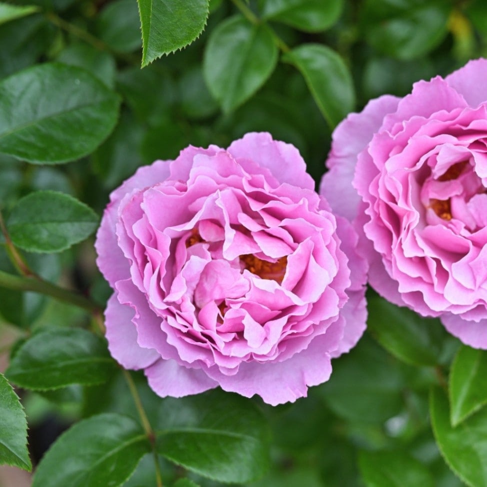 バラ苗 鉢植え6寸 2025 プラム グレイ Plum Gray 四季咲き 国産