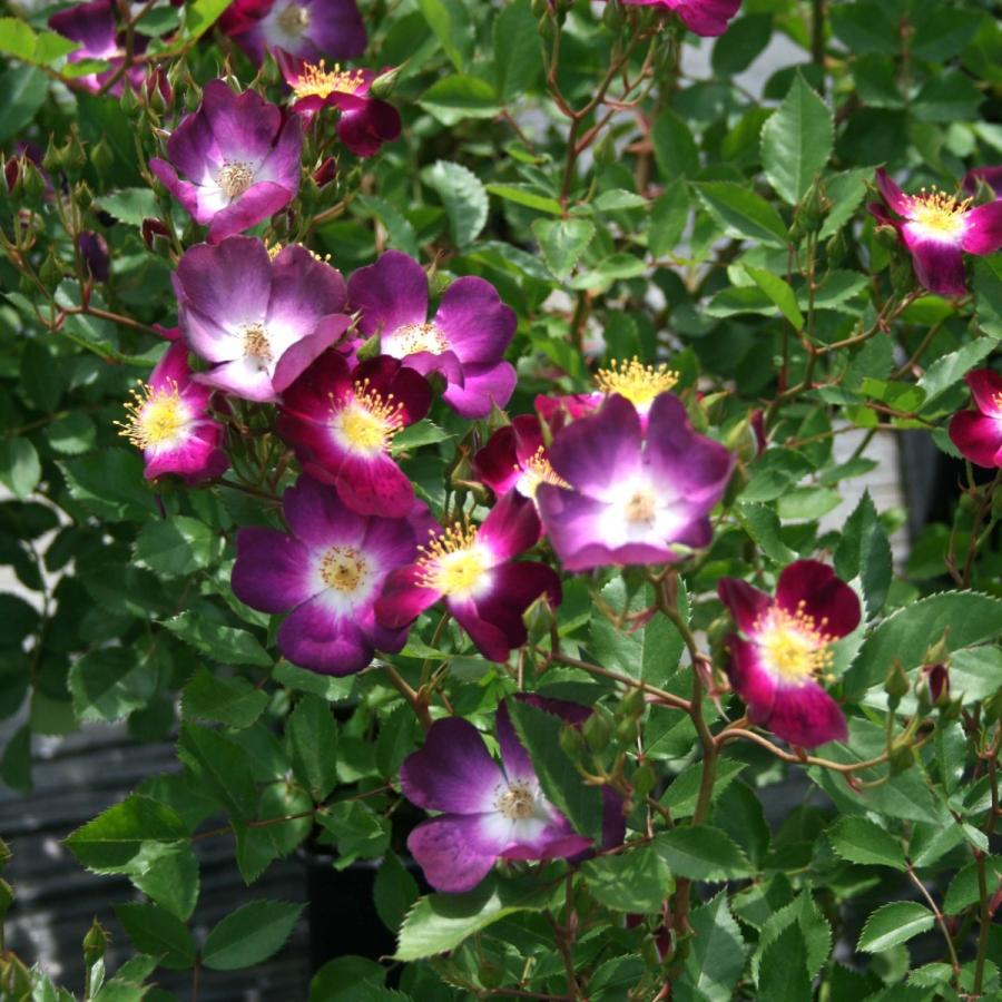 バラ苗 予約大苗 2026 パルフェ タムール Parfait Amour 国産ノイバラ