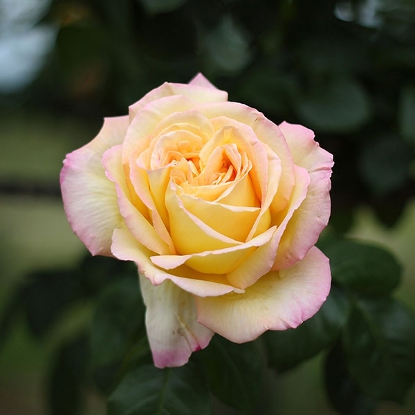 バラ苗 図鑑 つる ピース Peace,Climbing 国産ノイバラ台木使用 | 系統