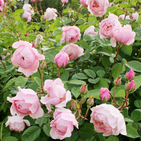 バラ苗 図鑑 ジ アレンウィック ローズ The Alnwick Rose 国産ノイバラ