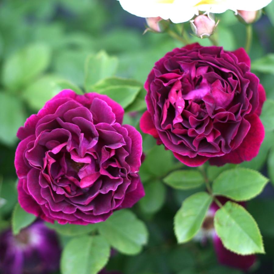 バラ苗 予約大苗 2026 スヴニール デュ ドクトゥール ジャマン