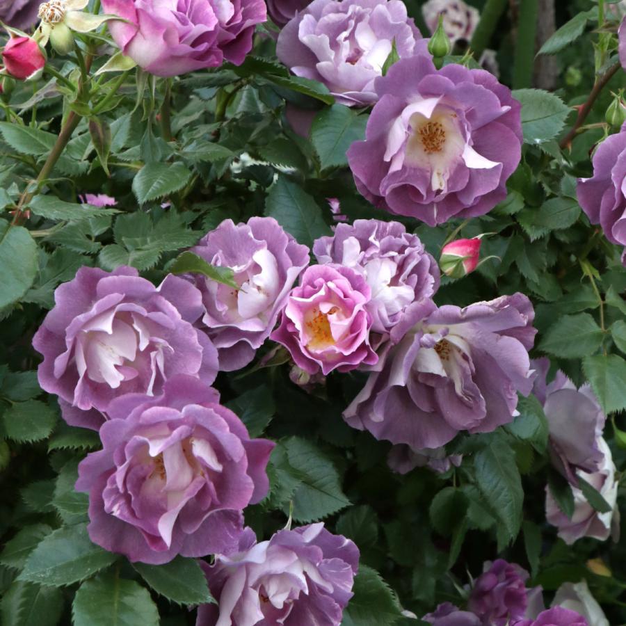 バラ苗 予約大苗 2026 ブルー フォー ユー Blue For You 国産ノイバラ