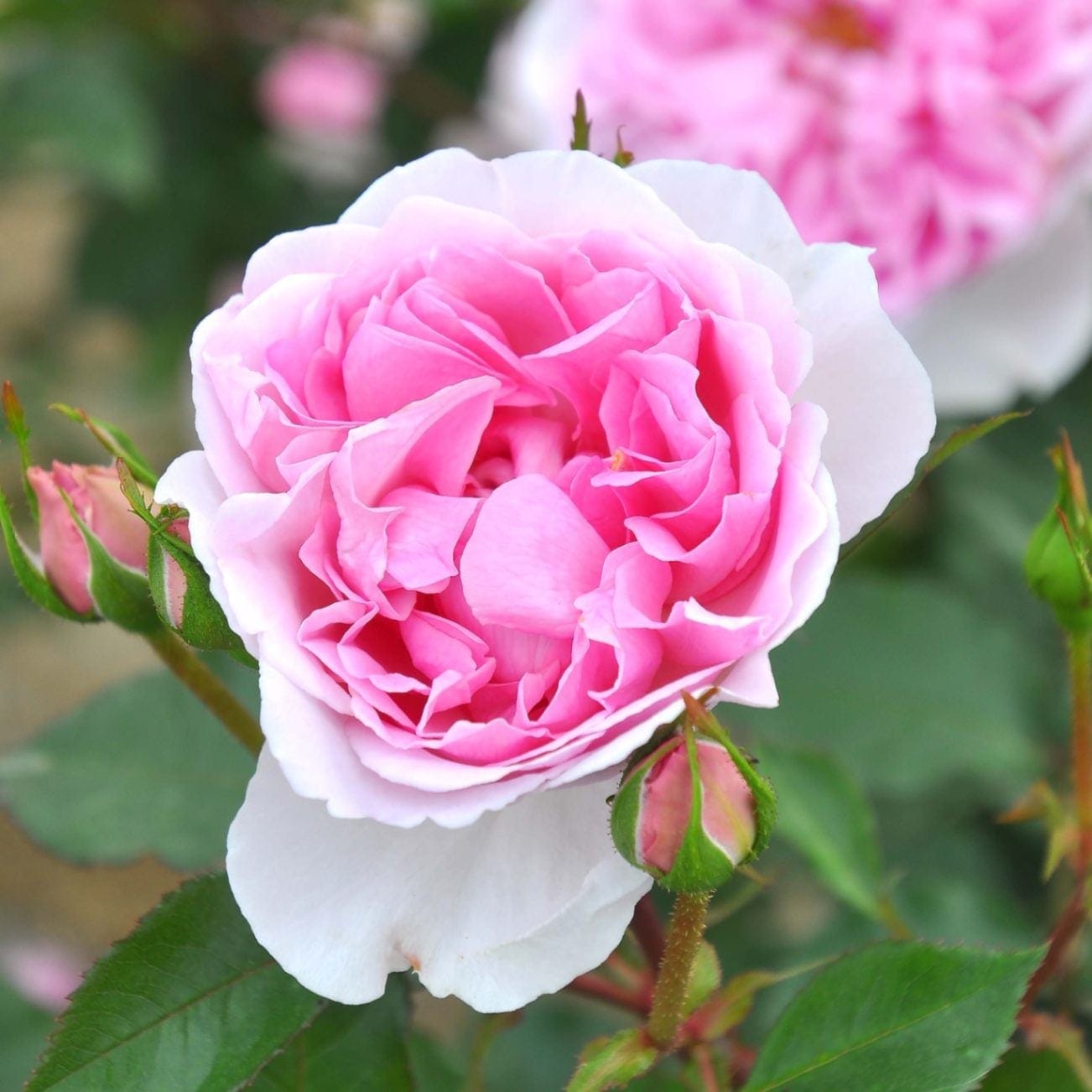 野薔薇 野薔薇 R☆ 冥冥(パラレル) 販売 | 呪術廻戦 Vol.2 | ユニオンアリーナ