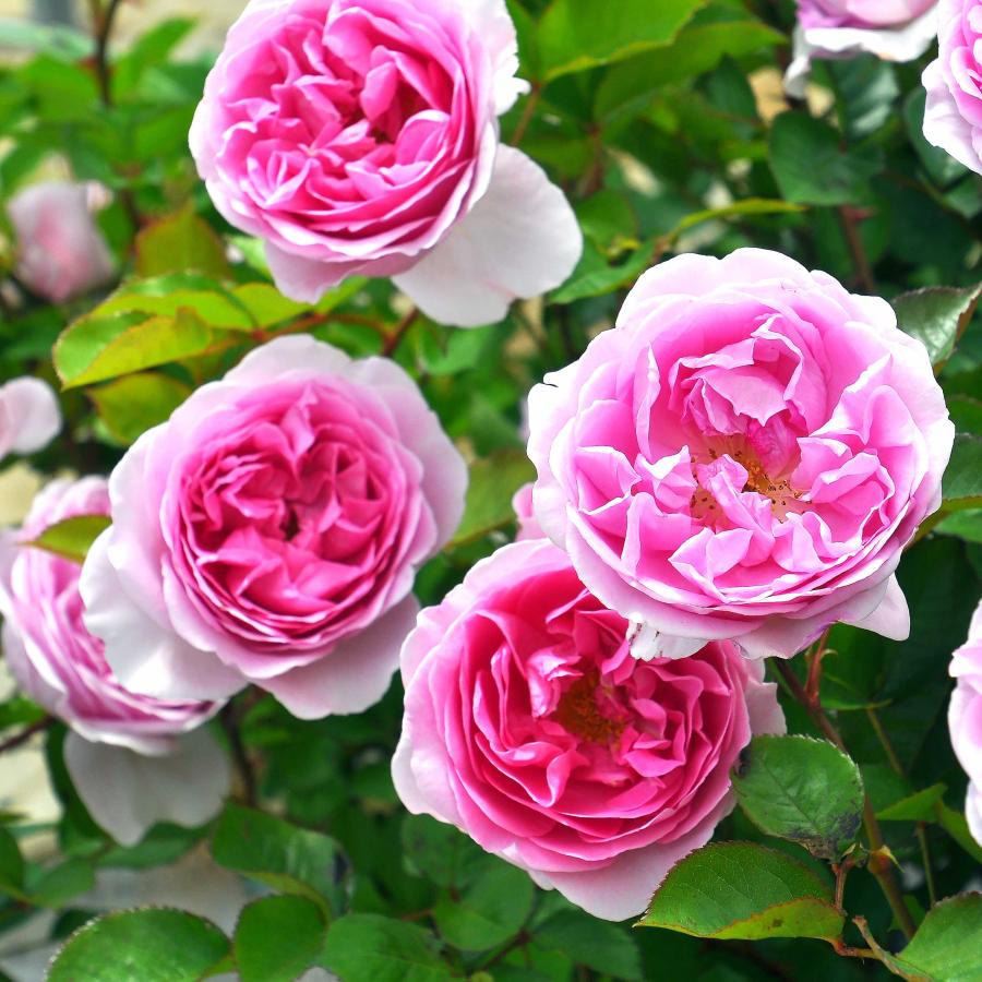 バラ苗 予約大苗 2026 ピクシー Pixie 国産ノイバラ台木使用 | 予約