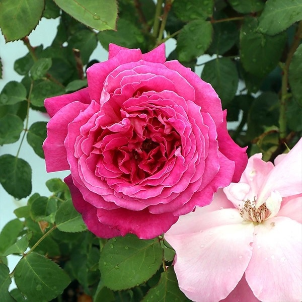 バラ苗 予約新苗 2026 イフ アイ フェル If I Fell 国産ノイバラ台木