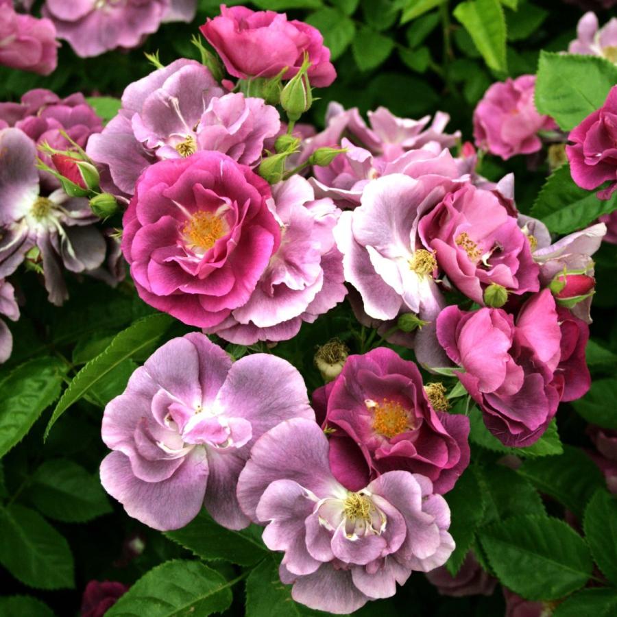 バラ苗 大苗 2026 ラプソディ イン ブルー Rhapsody in Blue 国産