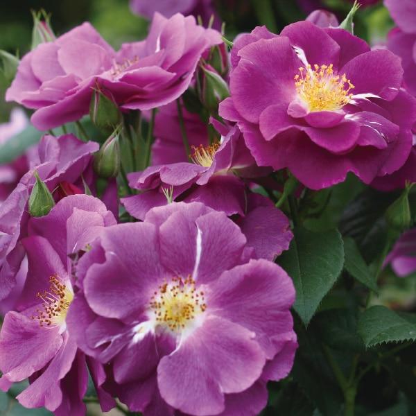 バラ苗 予約大苗 2026 ラプソディ イン ブルー Rhapsody in Blue 国産