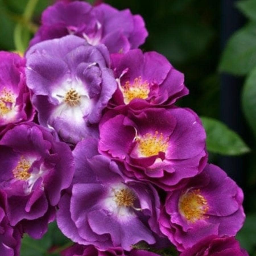 バラ苗 予約大苗 2026 ラプソディ イン ブルー Rhapsody in Blue 国産