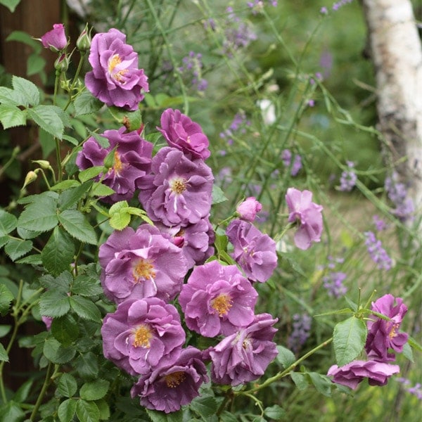 バラ苗 予約大苗 2026 ラプソディ イン ブルー Rhapsody in Blue 国産