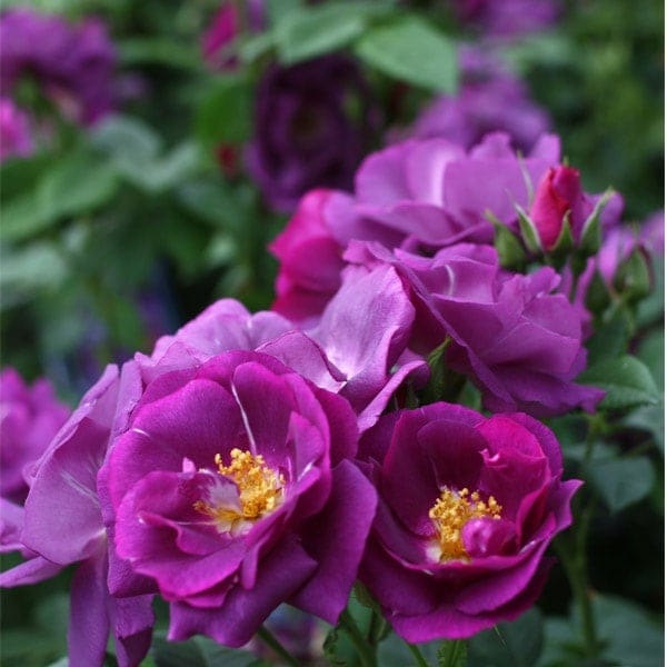 バラ苗 予約大苗 2026 ラプソディ イン ブルー Rhapsody in Blue 国産