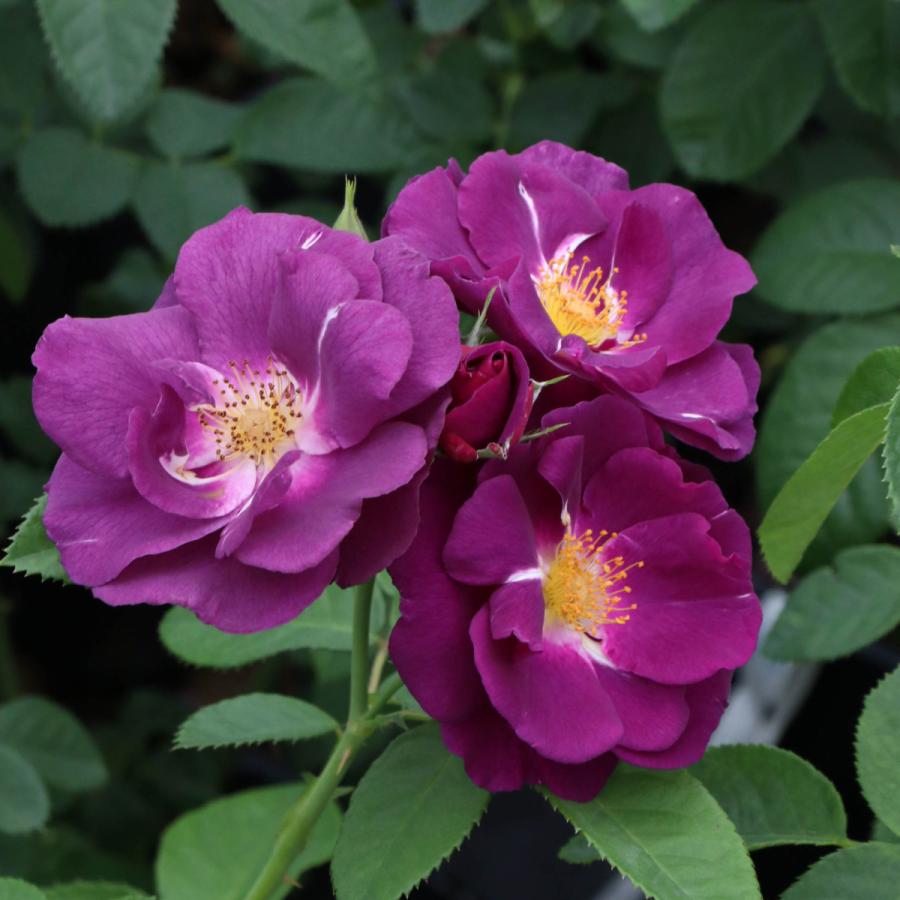 51枚バラ売りCD オールドローズ四季咲き大苗 セシルブルンネ Herb&Rose バラ苗販売