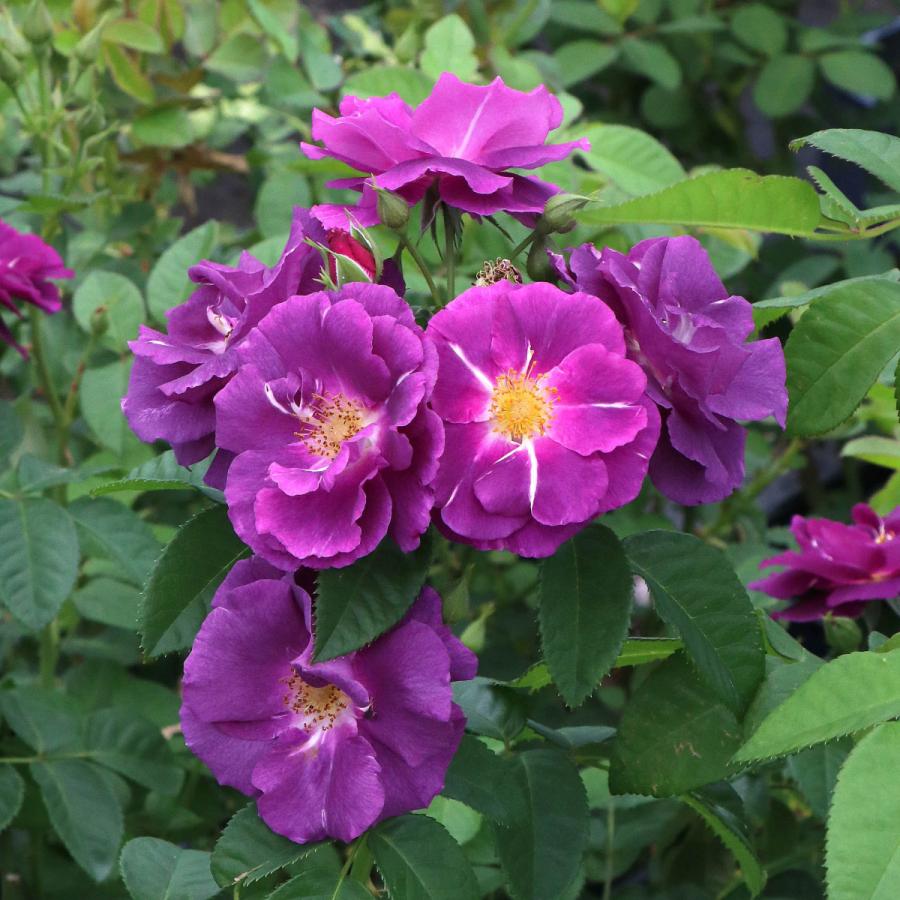 バラ苗 予約大苗 2026 ラプソディ イン ブルー Rhapsody in Blue 国産