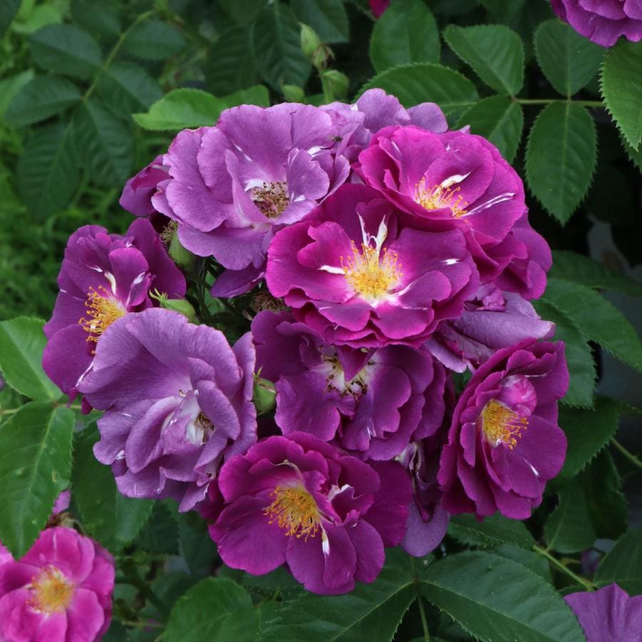 バラ苗 予約大苗 2026 ラプソディ イン ブルー Rhapsody in Blue 国産