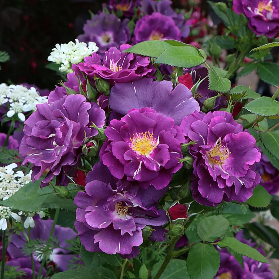 バラ苗 予約大苗 2026 ラプソディ イン ブルー Rhapsody in Blue 国産