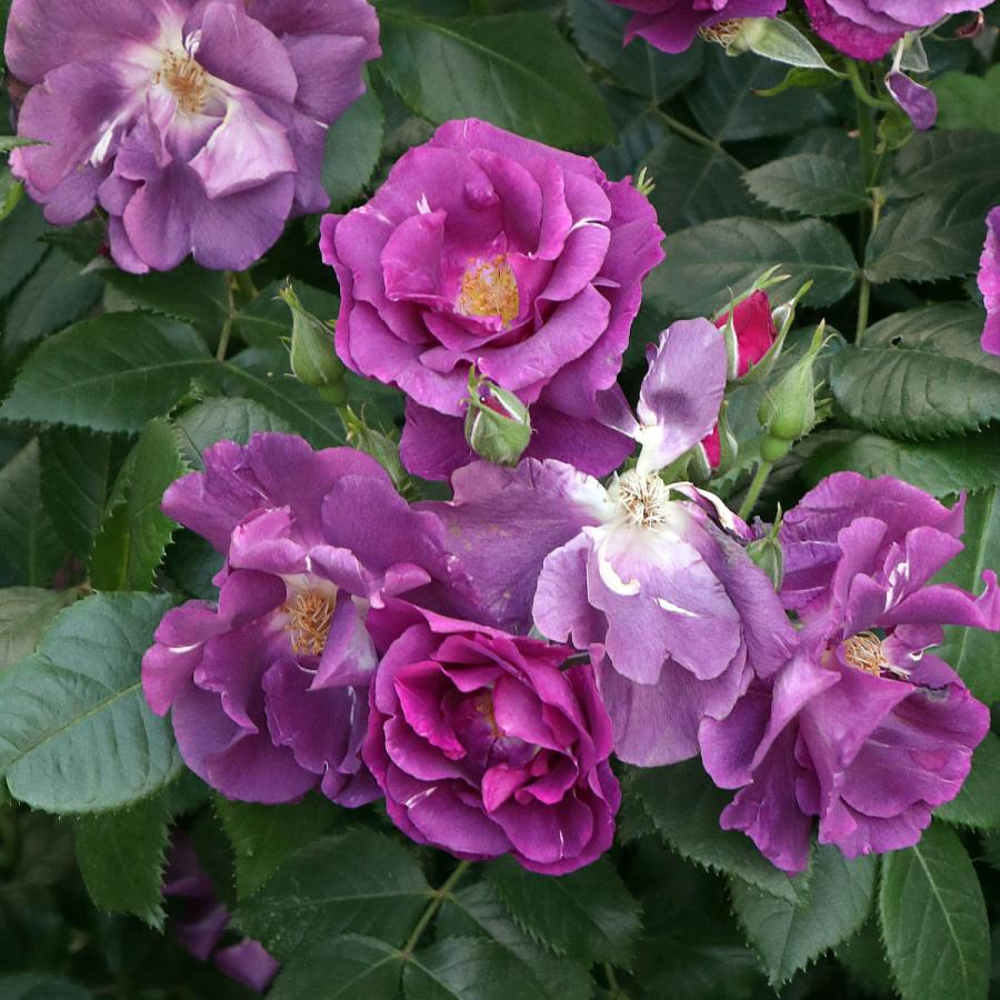 バラ苗 予約大苗 2026 ラプソディ イン ブルー Rhapsody in Blue 国産