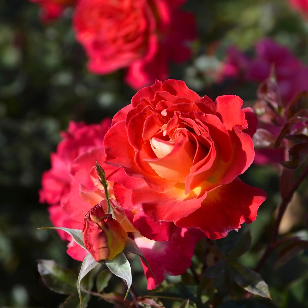 ミミ様確認用　バラ　苗 ミミ様確認用 バラ 苗