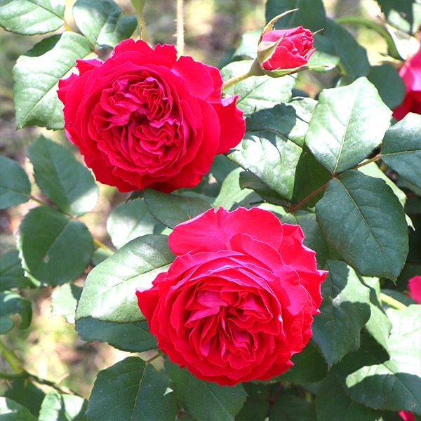 バラ苗 予約新苗 2026 マイ ローズ My Rose 国産ノイバラ台木使用