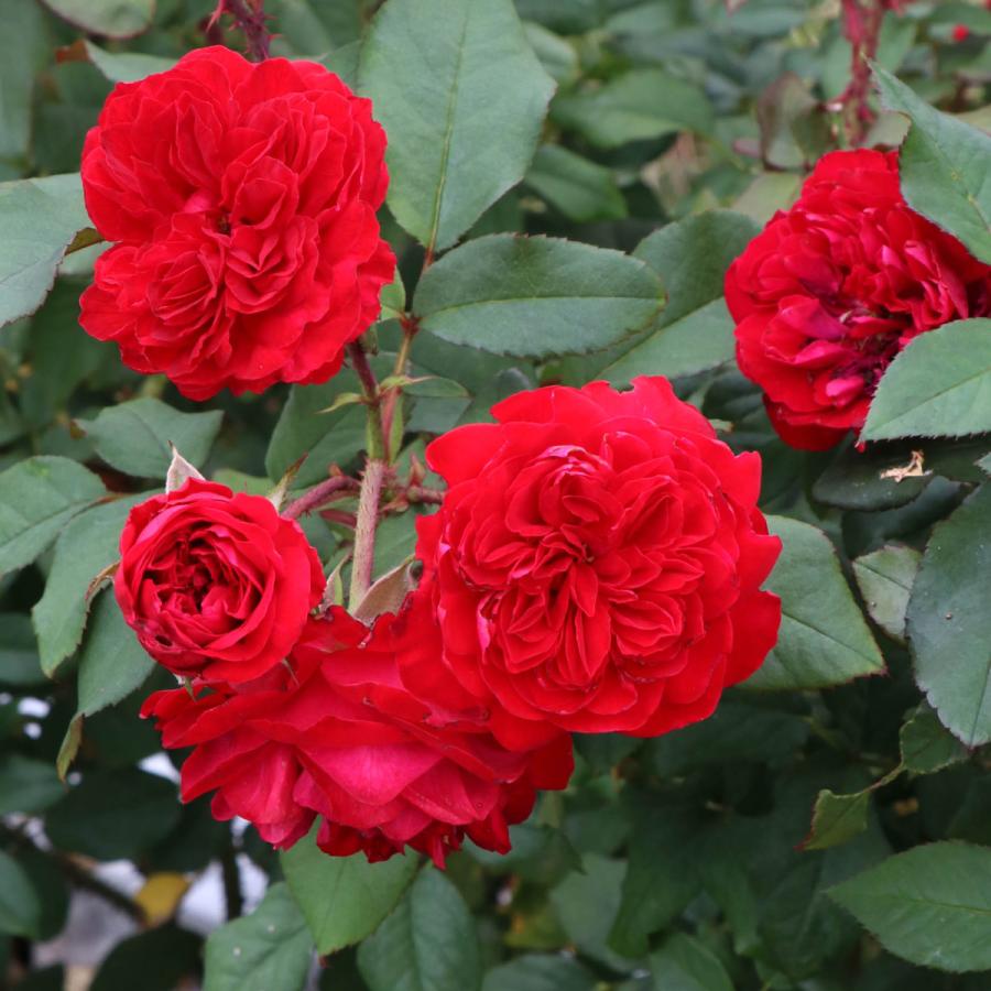 バラ苗 予約新苗 2026 マイ ローズ My Rose 国産ノイバラ台木使用