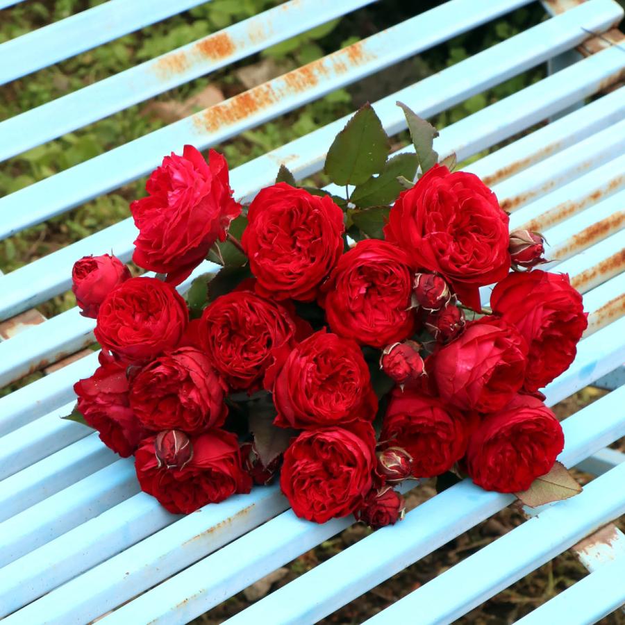 バラ苗 予約新苗 2026 マイ ローズ My Rose 国産ノイバラ台木使用