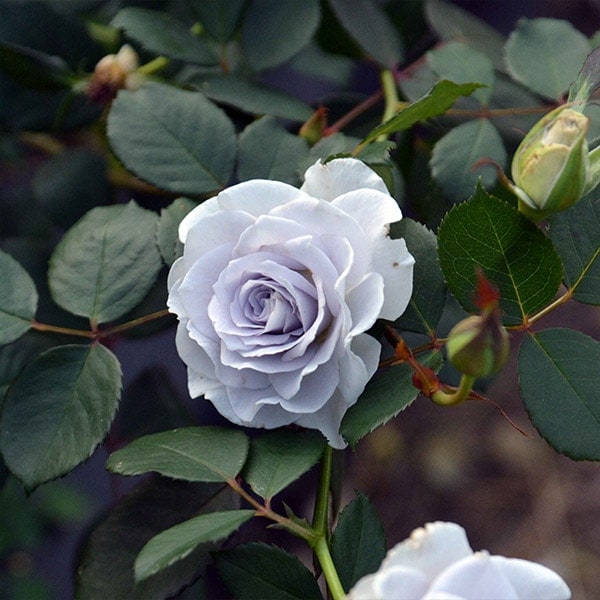 フルリ【新品未使用】バラ売りOK バラ苗 予約大苗 2026 ブルー グラビティー Blue gravity 国産ノイバラ