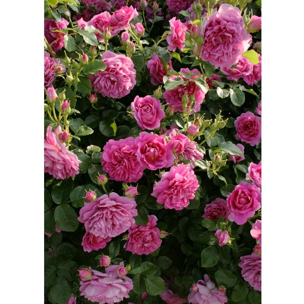 バラ苗 鉢植え6寸 2025 プリンセス アン Princess Anne 国産